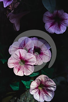 Pink petunia, light in the dark, has space to put letters, suitable for making love graphics or quotes.
