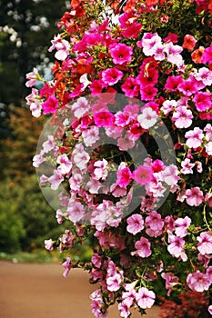 Pink petunias