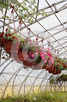 Pink Petunias in a green house, Russia