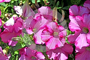 Pink petunias