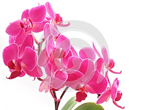 Pink phalaenopsis