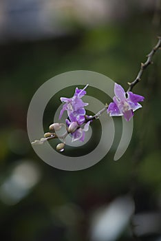 Pink Phalaenopsis equestris flowes blooming after rain