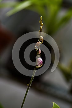 Pink Phalaenopsis equestris flowes blooming after rain