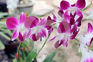 Pink Phalaenopsis or Moth dendrobium Orchid flover.