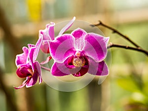 Pink Phalaenopsis or Moth dendrobium Orchid flover. Background Orchid