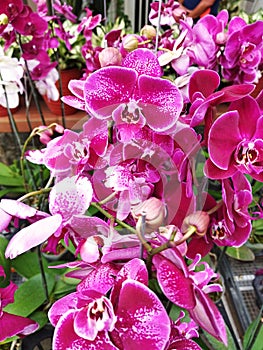 Pink Phalaenopsis or Moth Dendrobium Orchid Flower. Background Orchid