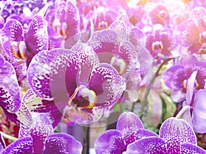 Pink phalaenopsis or Moth dendrobium orchid flower