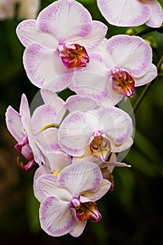 Pink Phalaenopsis or Moth Orchid