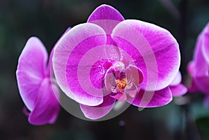 Pink Phalaenopsis Orchid photo
