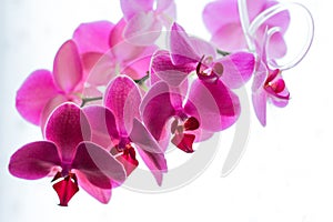 Pink Phalaenopsis or Orchid flower. Floral background.Selective focus.copy space