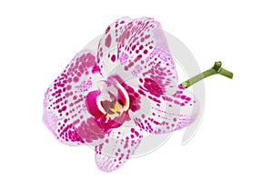 pink phalaenopsis orchid flower isolated on white background