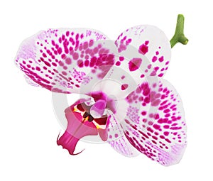 pink phalaenopsis orchid flower isolated on white background