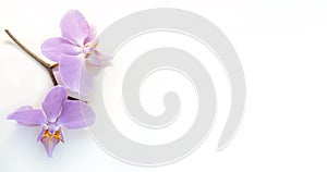 Pink Phalaenopsis Orchid flower tropical garden isolated on white background.