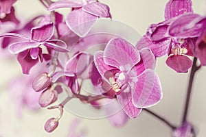 Pink Phalaenopsis Orchid flower in winter or spring day tropical garden isolated on white background.