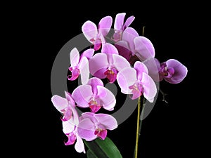 Pink Phalaenopsis Orchids