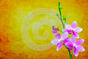 Pink phalaenopsis orchids on abstract grunge background