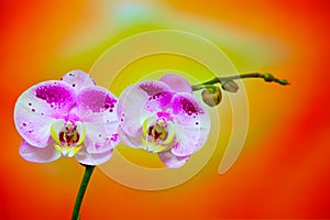 Pink phalaenopsis orchids against vibrant abstract background