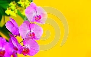 Pink phalaenopsis orchids with copy space