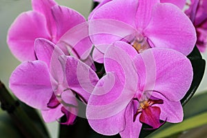 Pink Phalaenopsis orchids flowers  or butterfly orchid