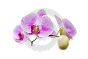 pink phalaenopsis orchids isolated on white background