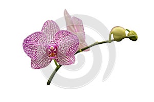 pink phalaenopsis orchids isolated on white background