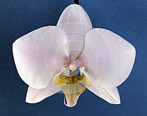 Pink Phalenopsis orchid close up, summer flower