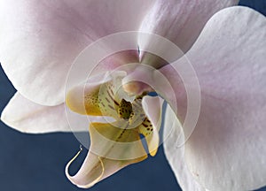 Pink Phalenopsis orchid close up, summer flower