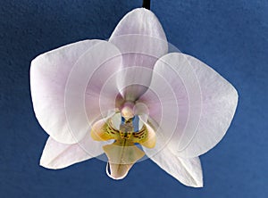 Pink Phalenopsis orchid close up, summer flower