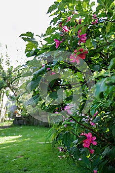 Pink Phlox and blackcurrant bush in a garden. Vertical.