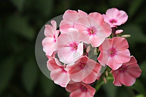 Pink phlox blooming in the garden.