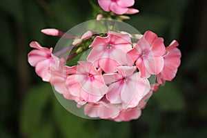 Pink phlox blooming in the garden.