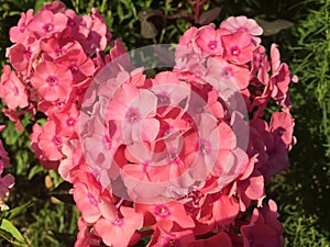 Pink phlox blooming in the garden.