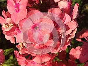 Pink phlox blooming in the garden.