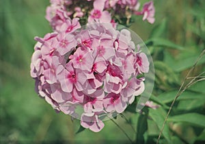 Pink Phlox blooms photo