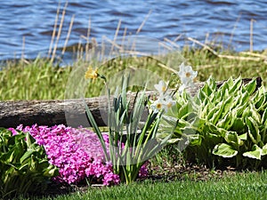 Pink phlox, daffodils and hosta plants growing along the water\'s edge