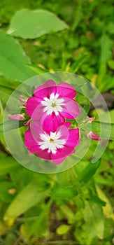 Pink Phlox Drummondii Flowers on Green Leaves Background