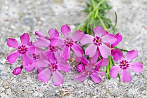 Pink Phlox Flower