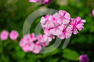 Pink phlox flower close up