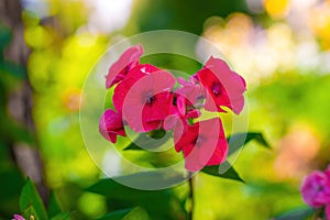 Pink phlox flower close up