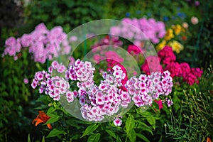 Pink phlox flower close up