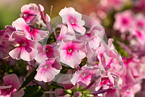 Pink phlox flower close up