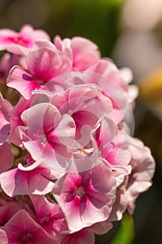 Pink phlox flower close up