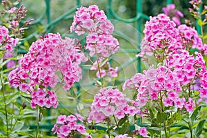 Pink phlox flowers