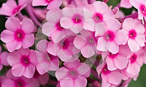Pink phlox flowers
