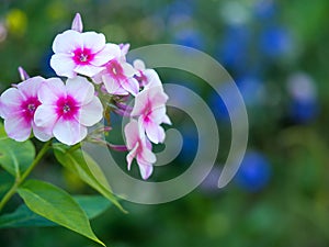 Pink phlox flowers blooming in the garden