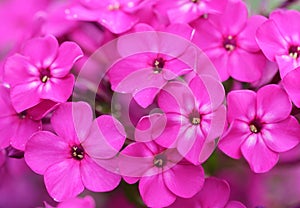 pink phlox flowers in a garden, top view