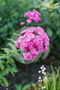 Pink phlox flowers Sorochinskaya Fair in the garden