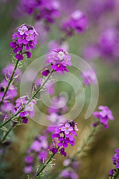 The pink Phlox flowers in spring