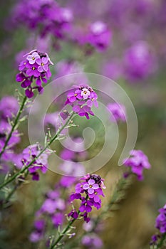 The pink Phlox flowers in spring