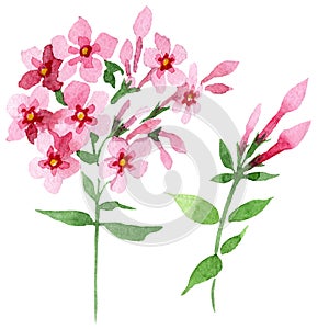 Pink phlox foral botanical flower. Watercolor background illustration set. Isolated phlox illustration element.